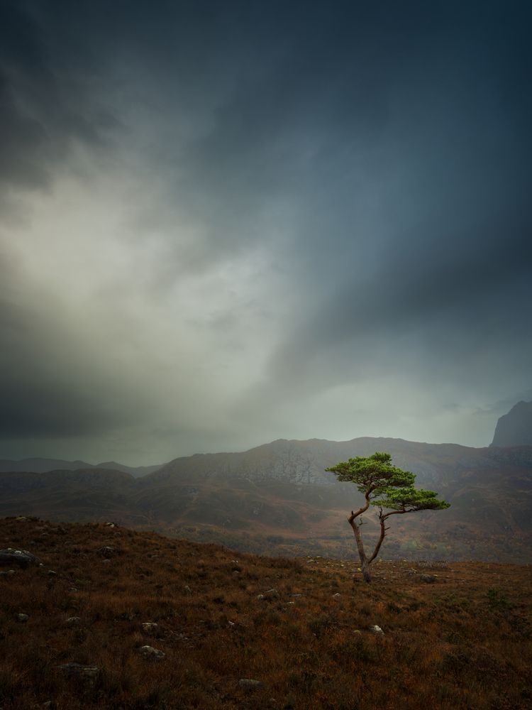 loner in the field