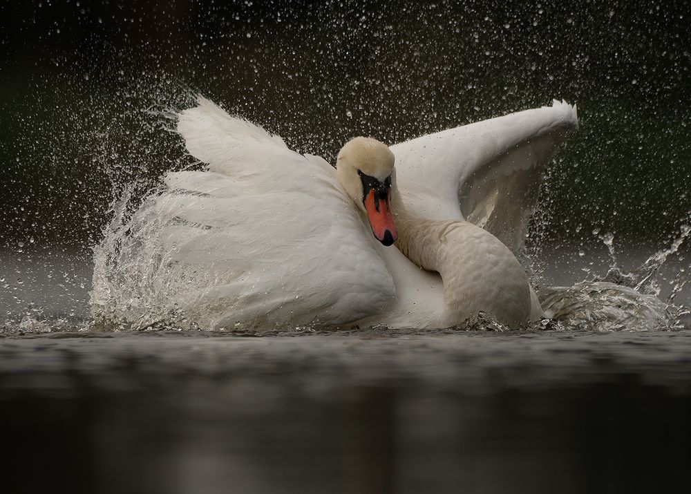 swan is taking a bath