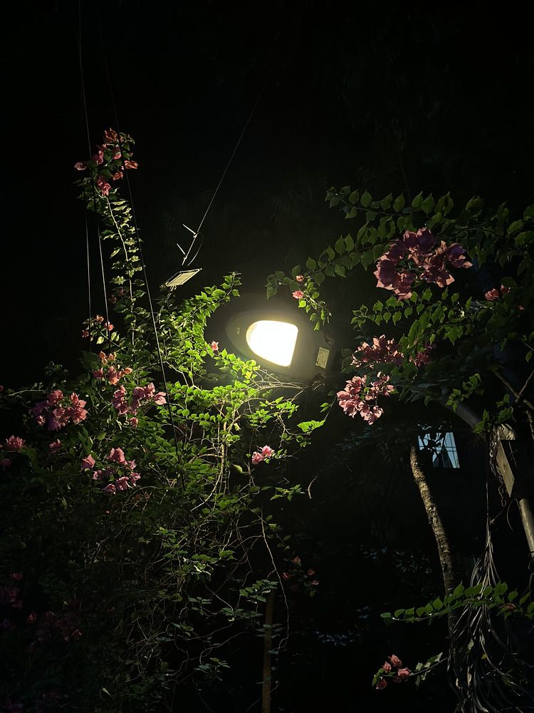 Midnight Luminescence