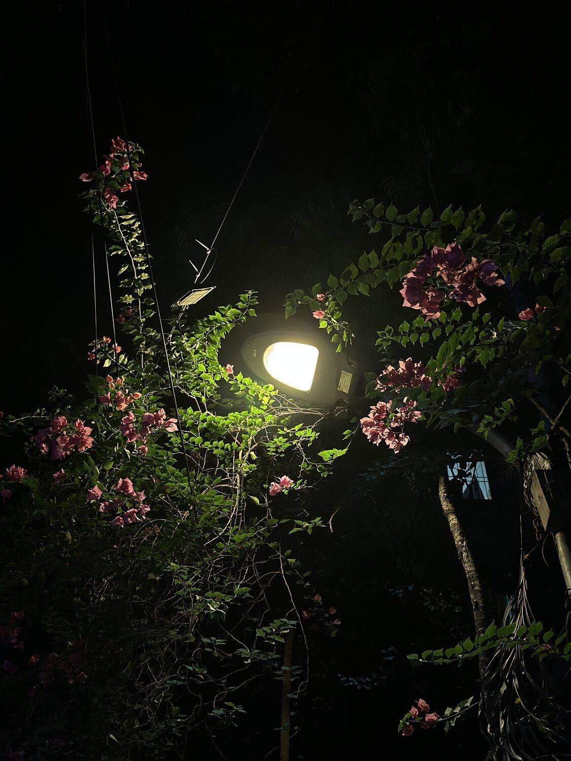 Midnight Luminescence