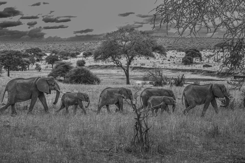 Photograph by Dipanjan Ray