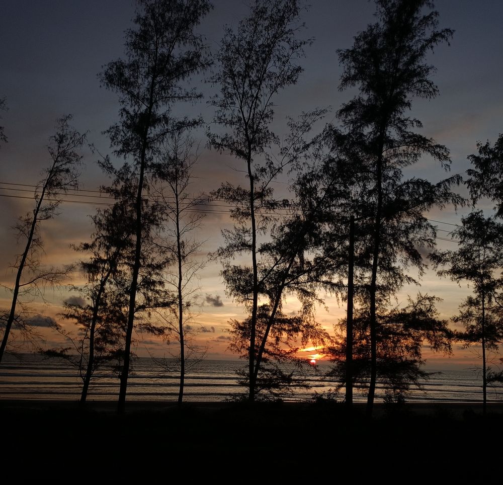Sunset Through the Trees