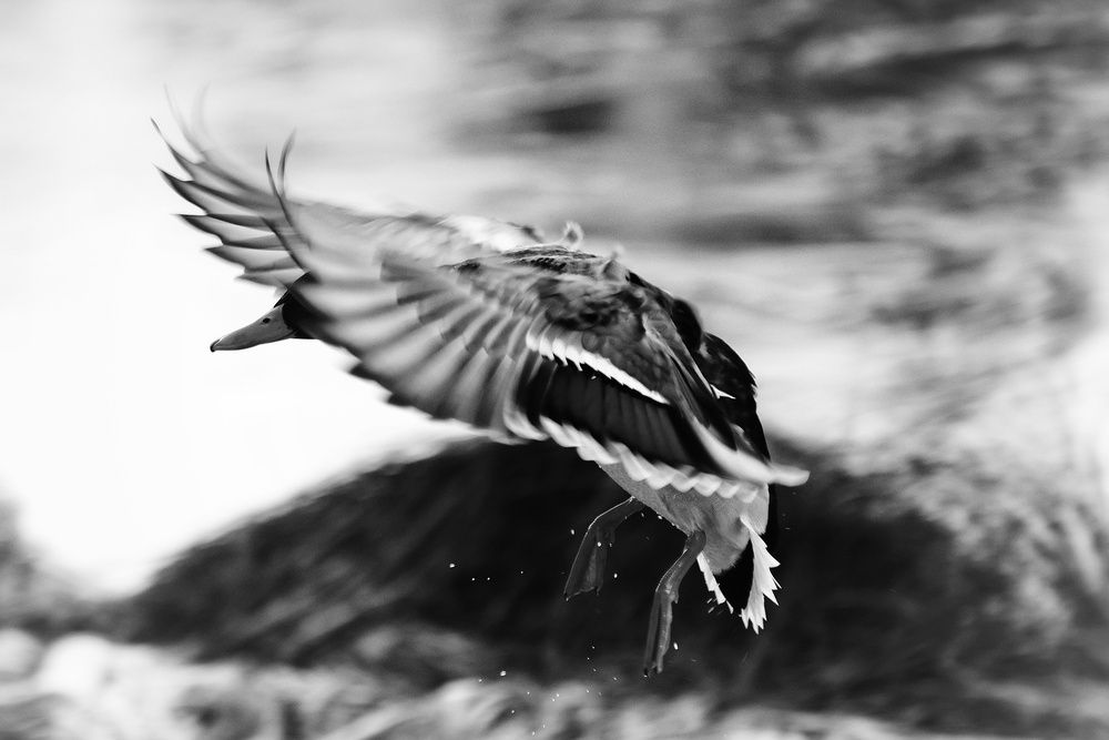 Photograph by Микрокосмос Владимир