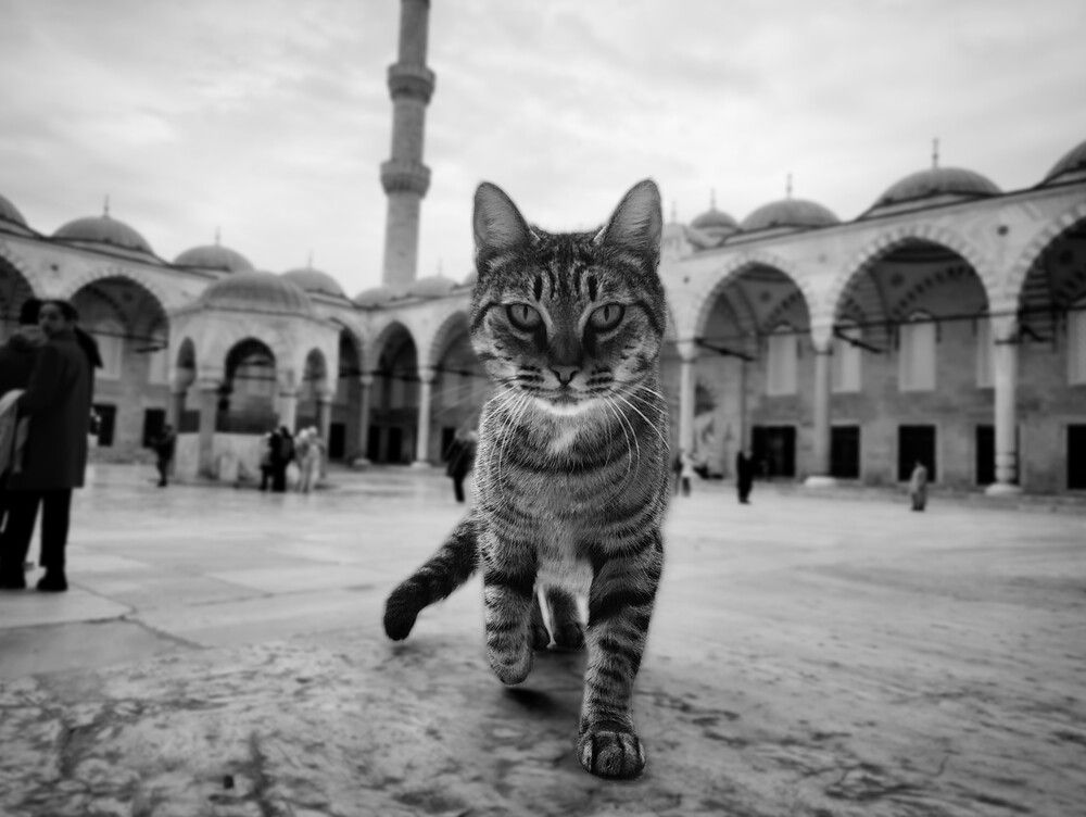 Photograph by Tuure Äikäs