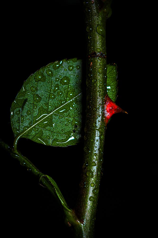 Photograph by Игорь Толкачев