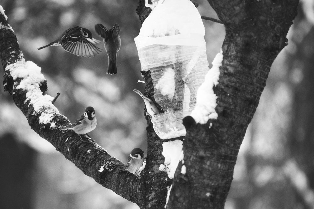 Photograph by Анна Опанасенко