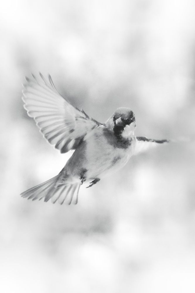 Photograph by Микрокосмос Владимир