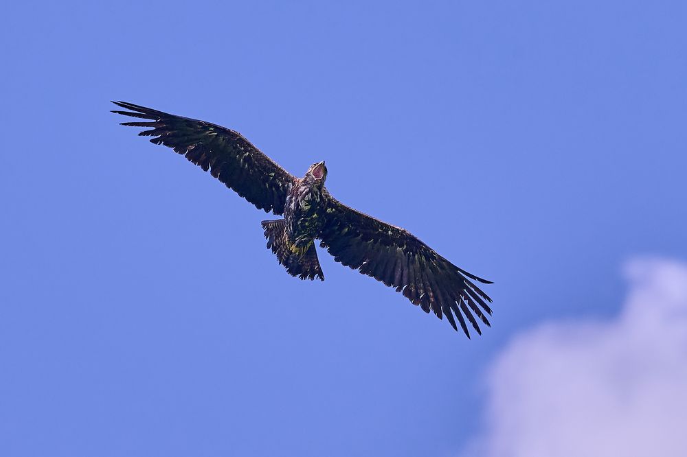 Это моё небо!