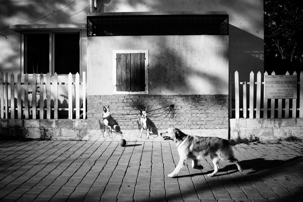 Photograph by Sayan Biswas