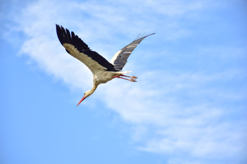 Белый аист летит.