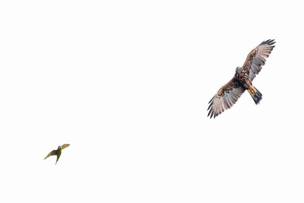 Harris’s Hawk