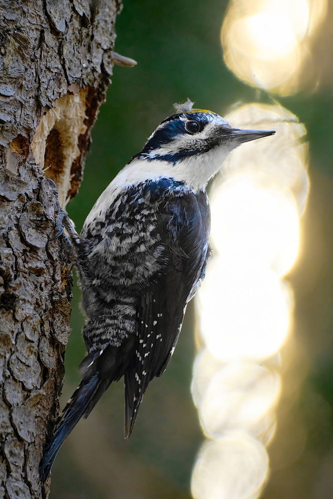 Фотография автора Ketov Vladimir