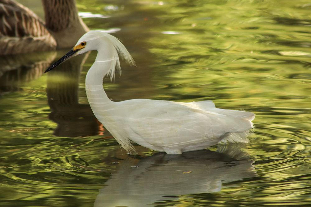 Photograph by Gustavo Zambon Dalbó