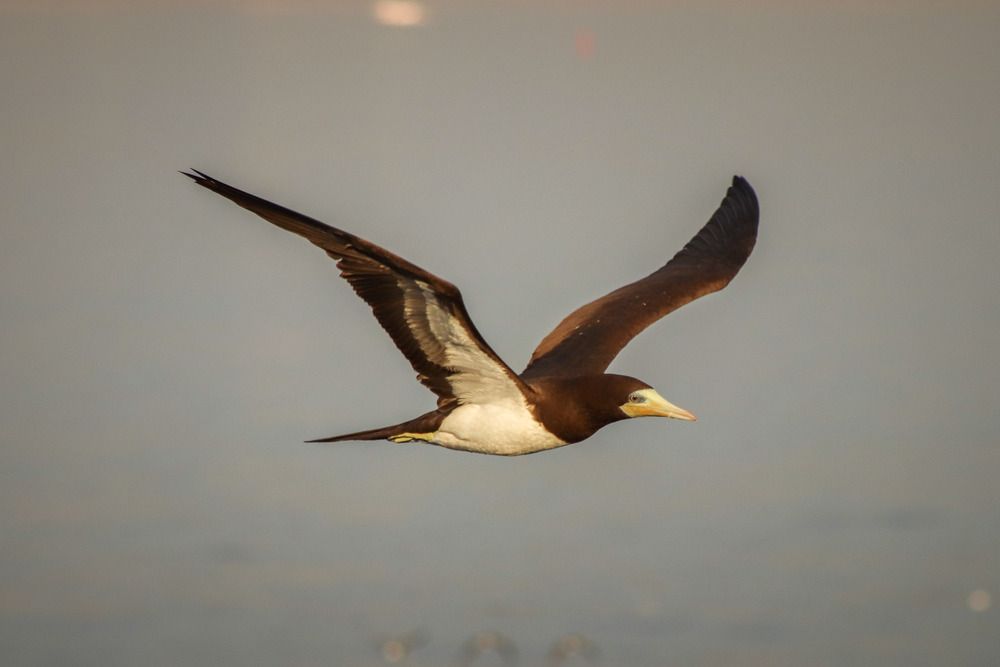 Photograph by Gustavo Zambon Dalbó