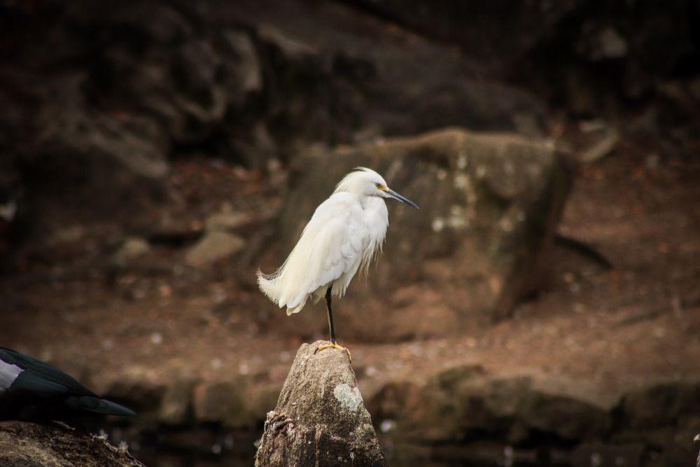 Photograph by Gustavo Zambon Dalbó