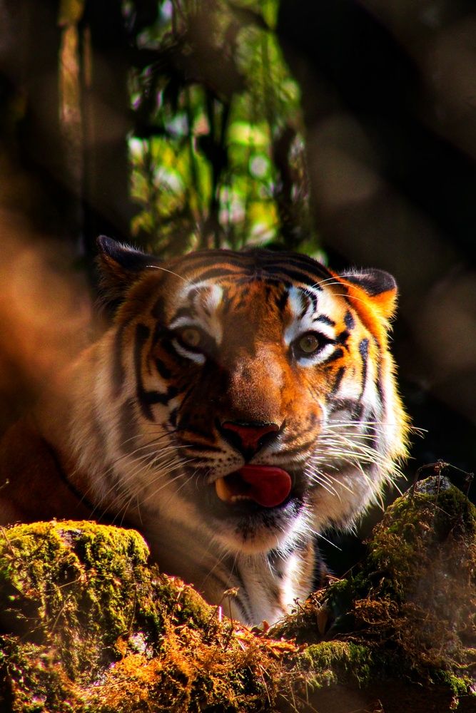 Photograph by Koustav Bhattacharjee