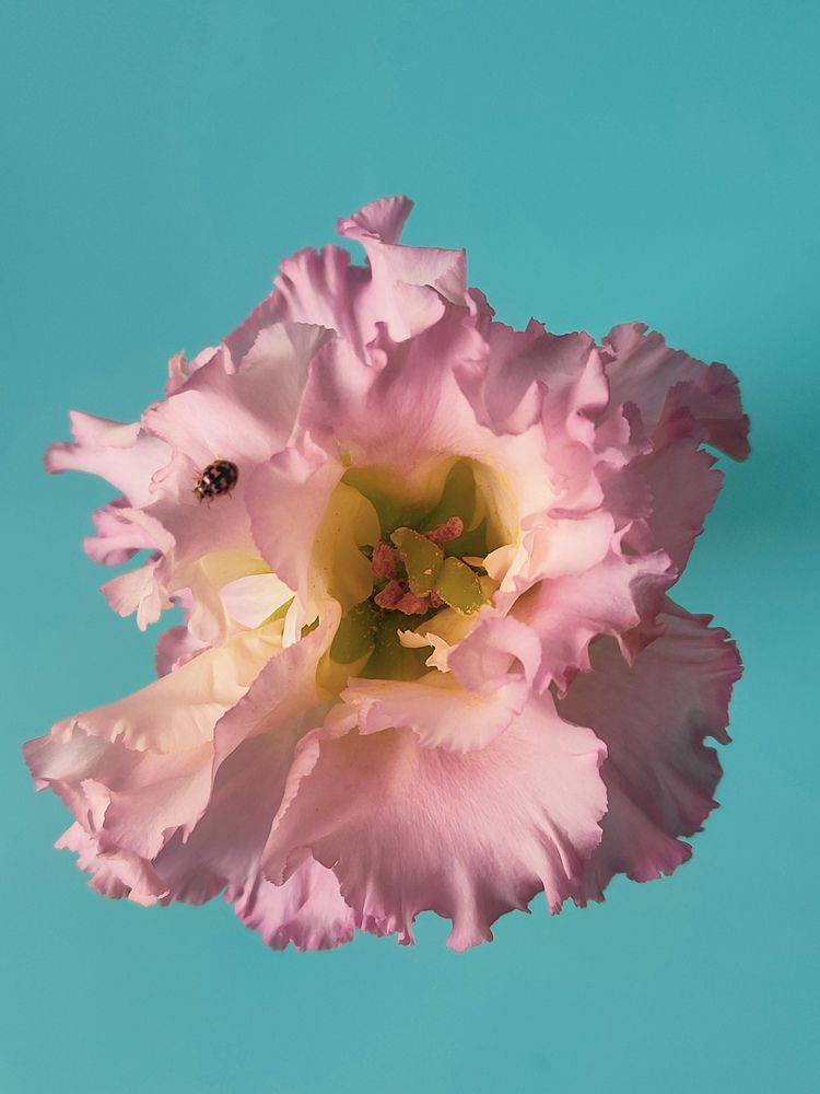 Photograph by Татьяна Пантеева