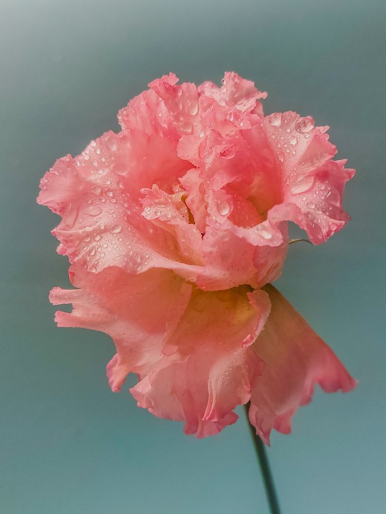 Photograph by Татьяна Пантеева