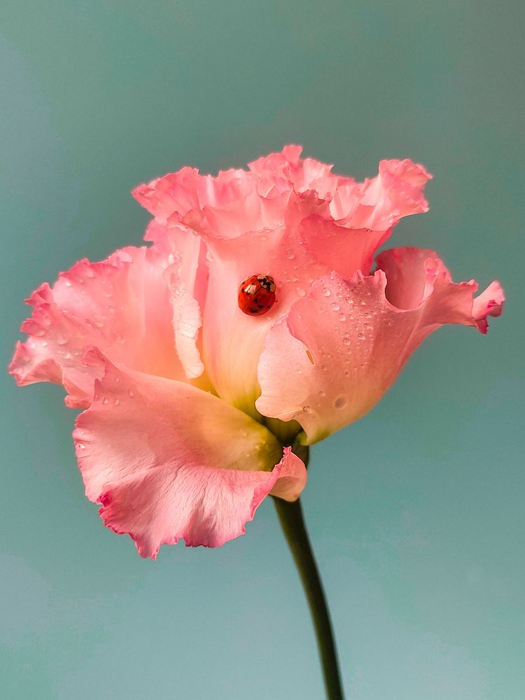 Photograph by Татьяна Пантеева