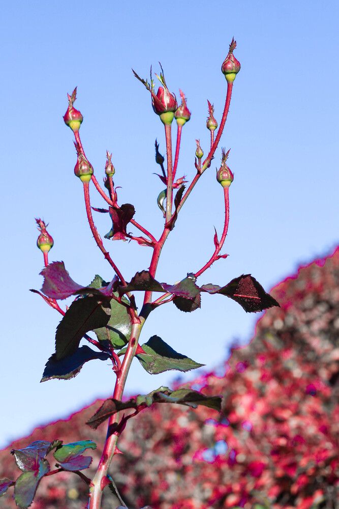 Photograph by Наталия Козлова