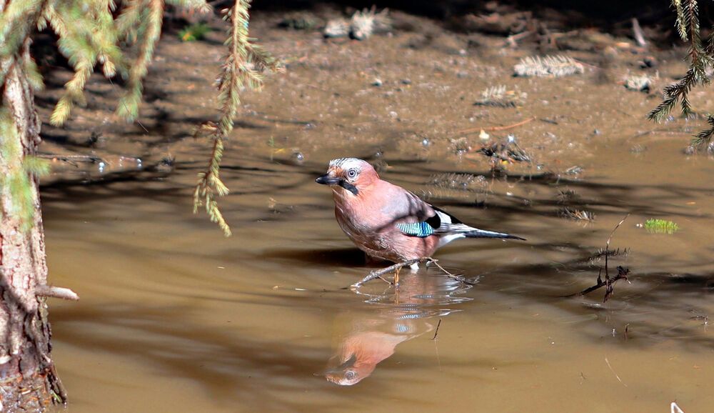 Photograph by Sergey Platonoff