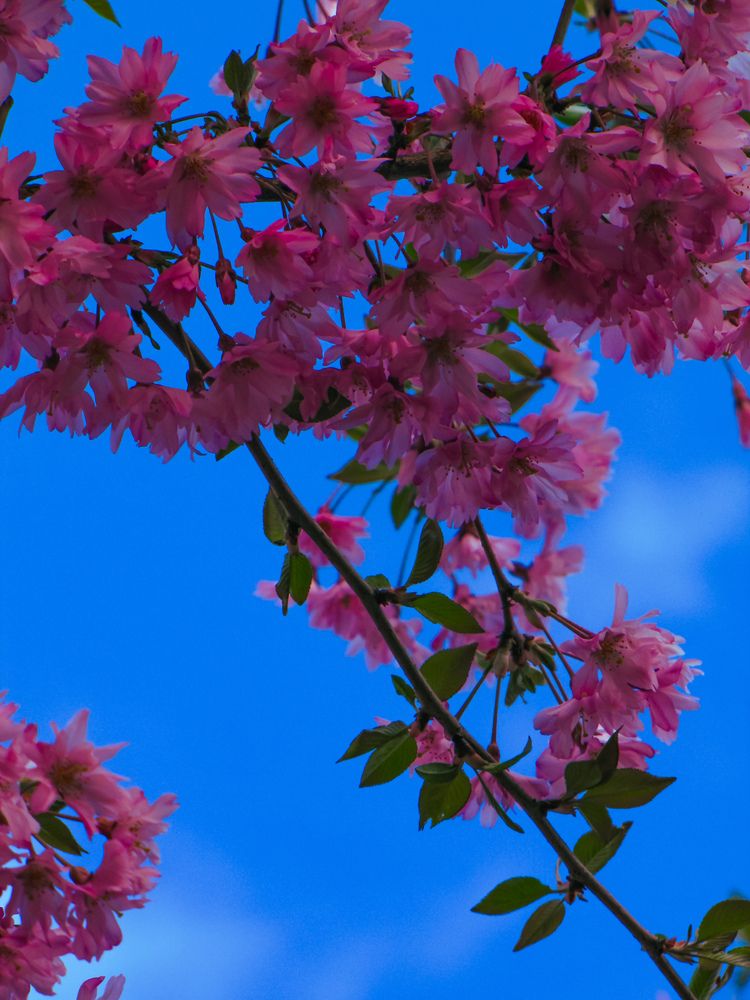 Photograph by Игорь Сухаревич