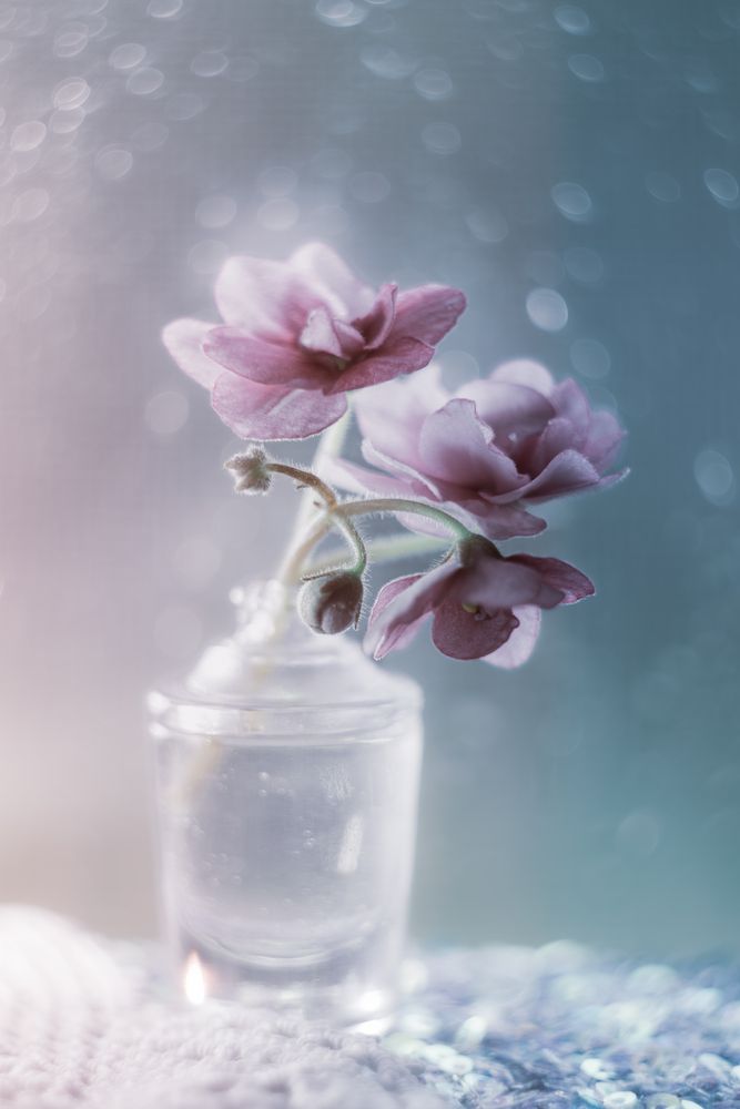 Photograph by Anna Shchurok