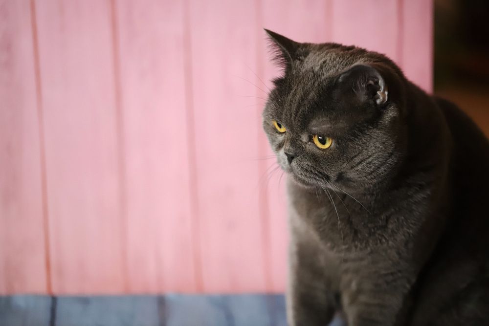 Помощник фотографа.