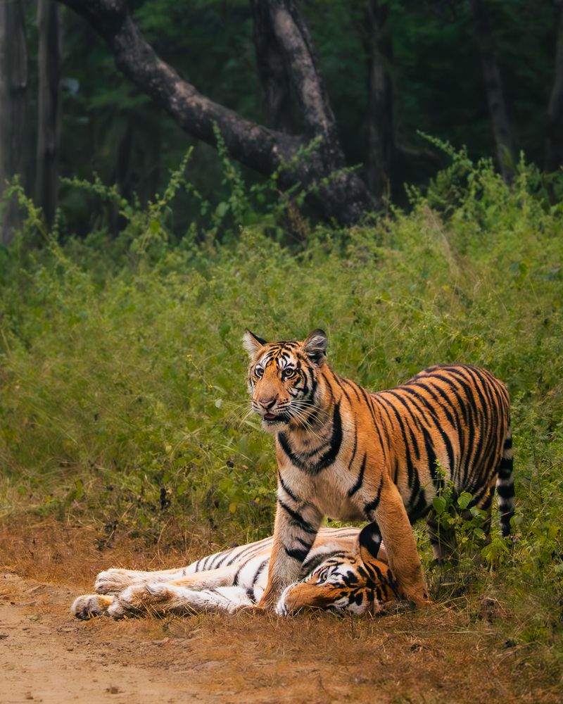 Photograph by MUKESH RAJAN S