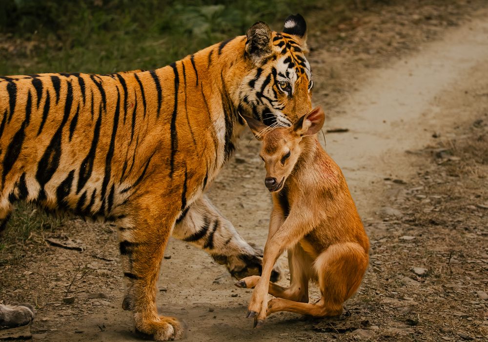THE CIRCLE OF OF THE JUNGLE