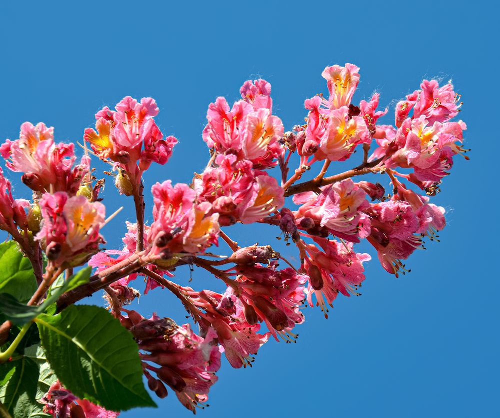 Напоминание о весне