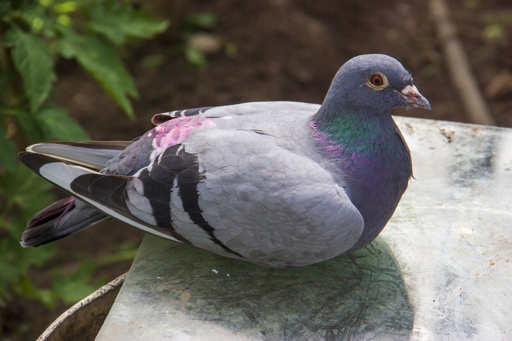 Photograph by Анна-Лаймуте Милошевич