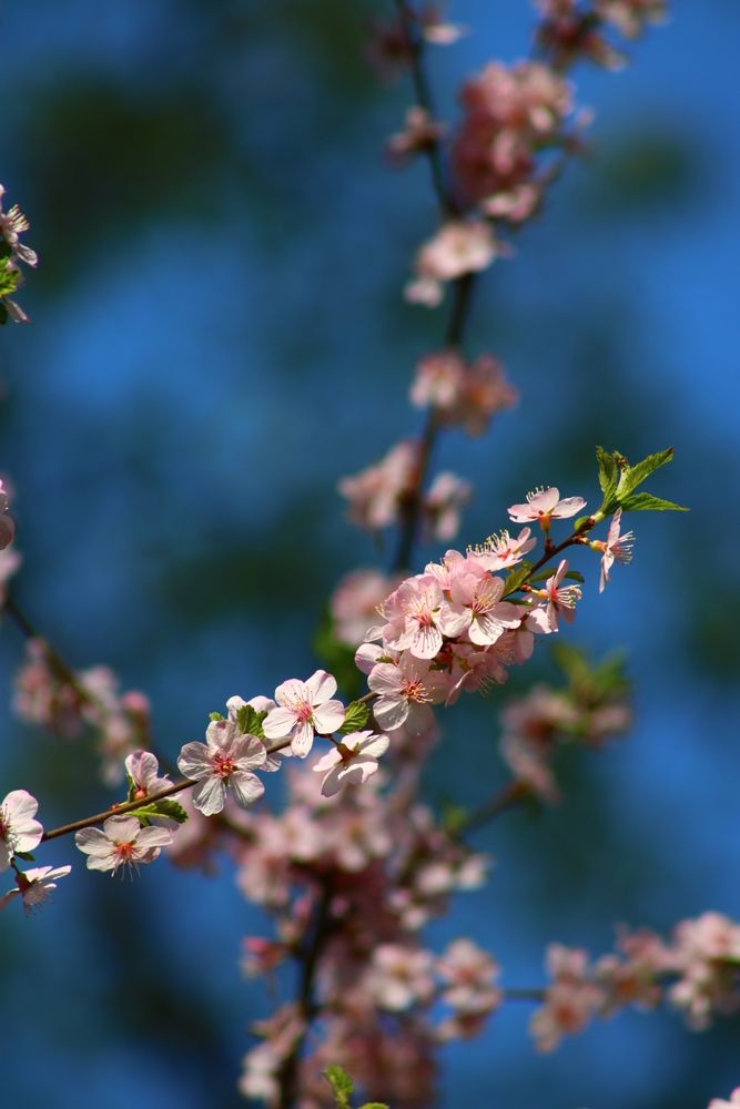 Photograph by Светлана Шуткова