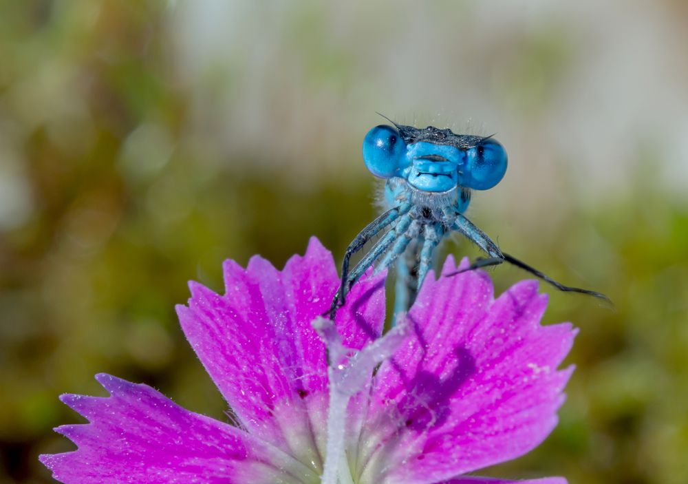 Photograph by Koledova Irina