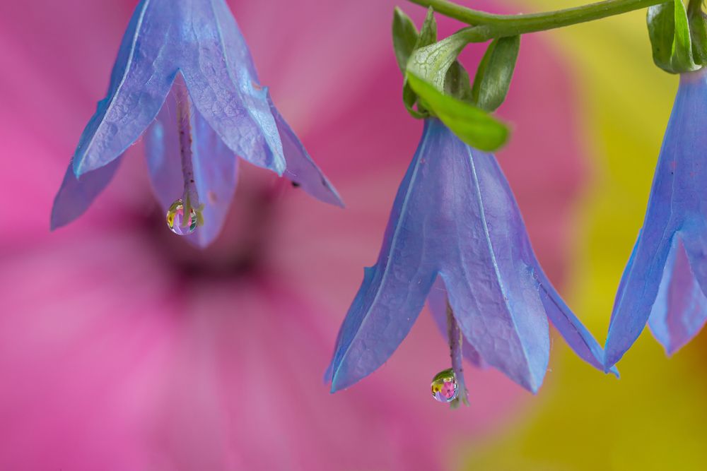 Photograph by Koledova Irina