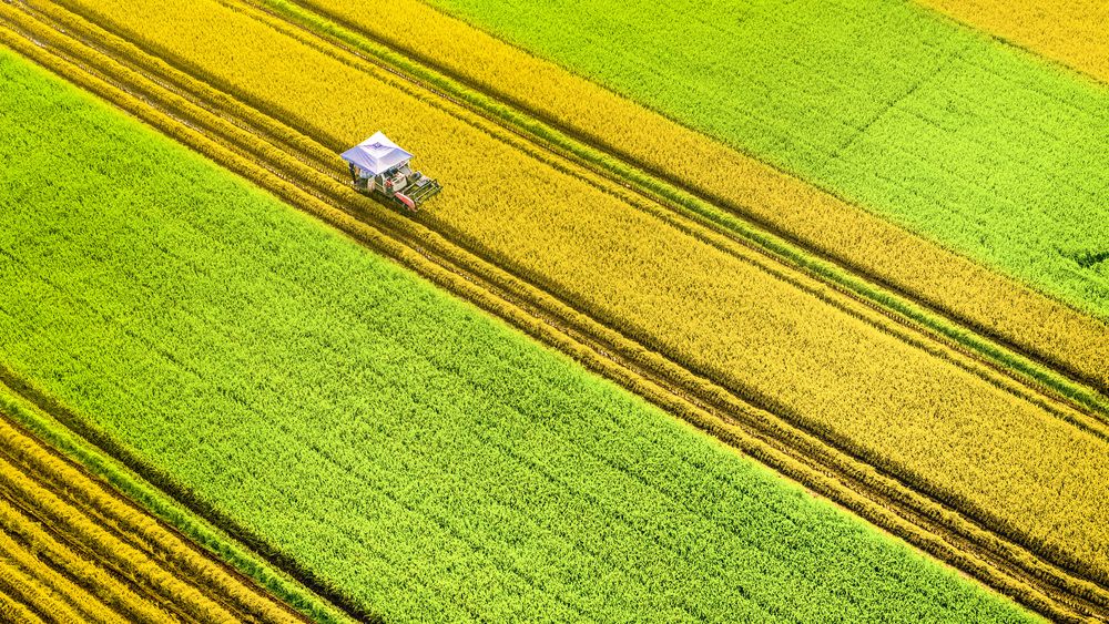 Photograph by THANH LE DUC