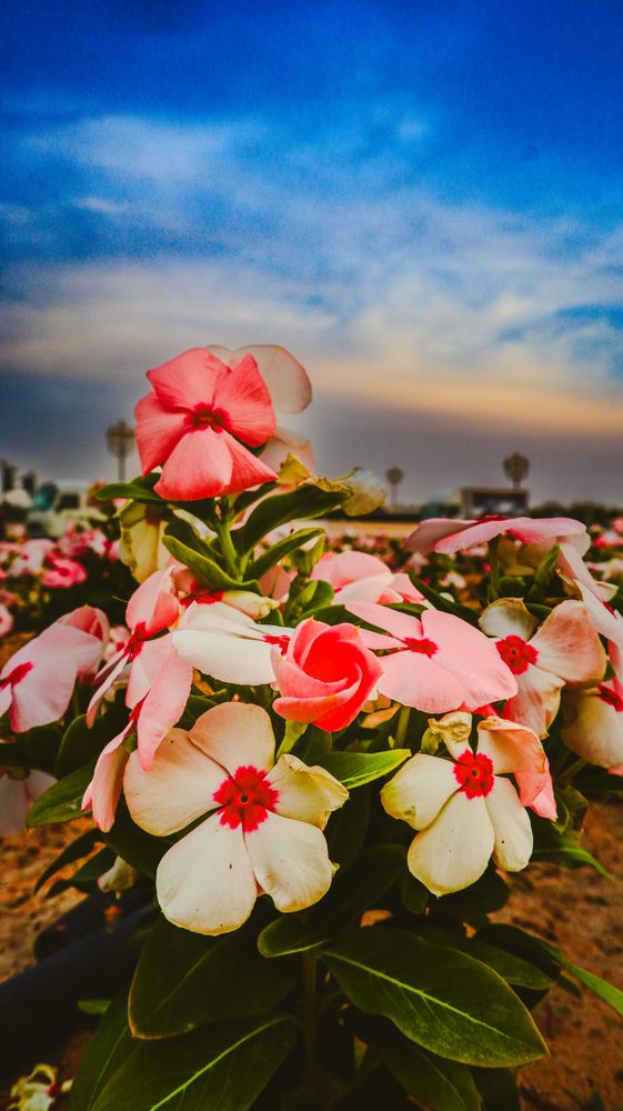 Фотография автора Sarrah Yehia