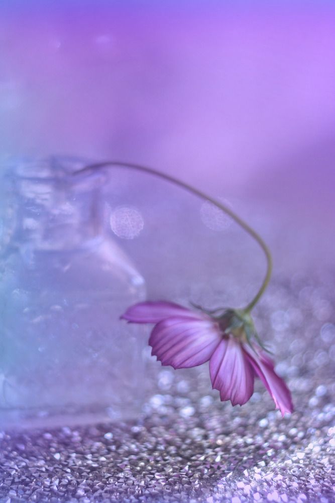 Photograph by Magic Helios