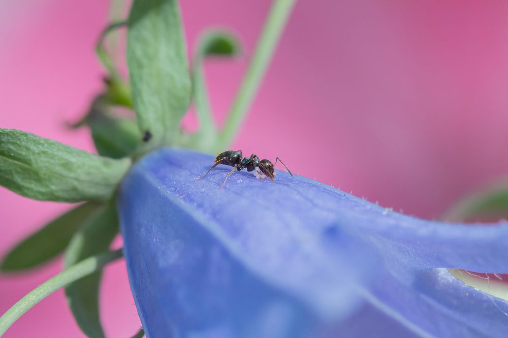 Photograph by Koledova Irina