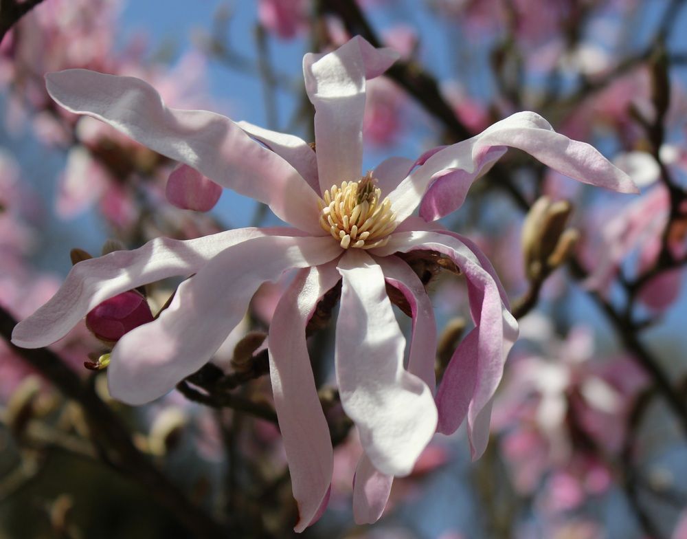 Photograph by Татьяна Сычёва