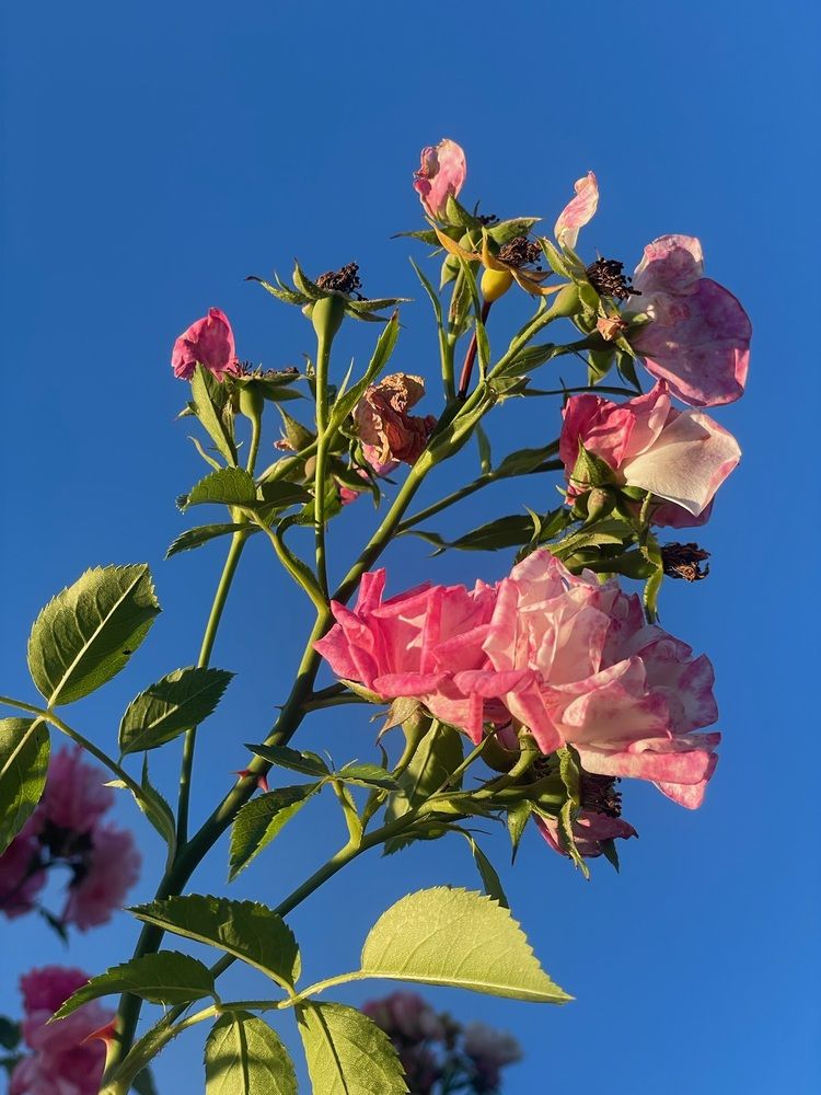 Photograph by Анна Пигулевская