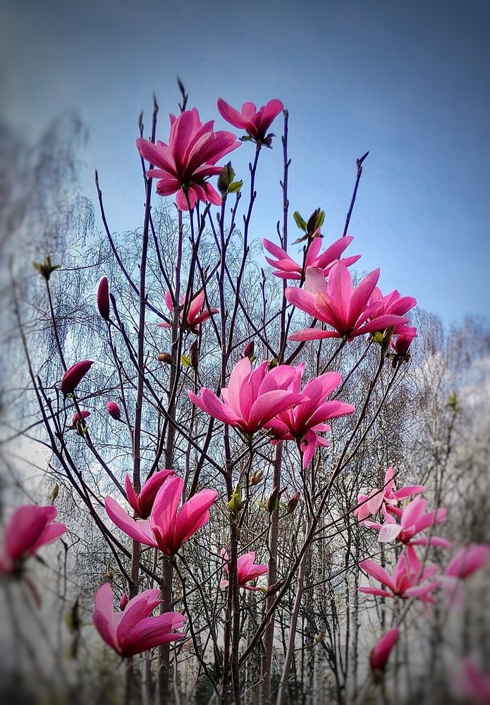 Лепестки, что учат небо улыбаться…