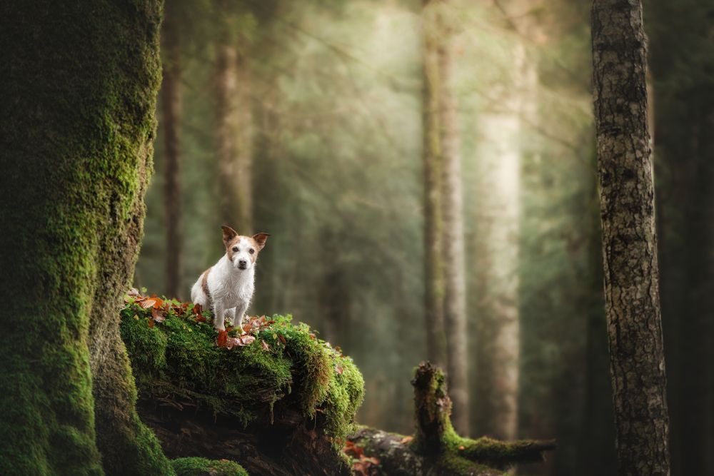 Photograph by Андрианова Ирина