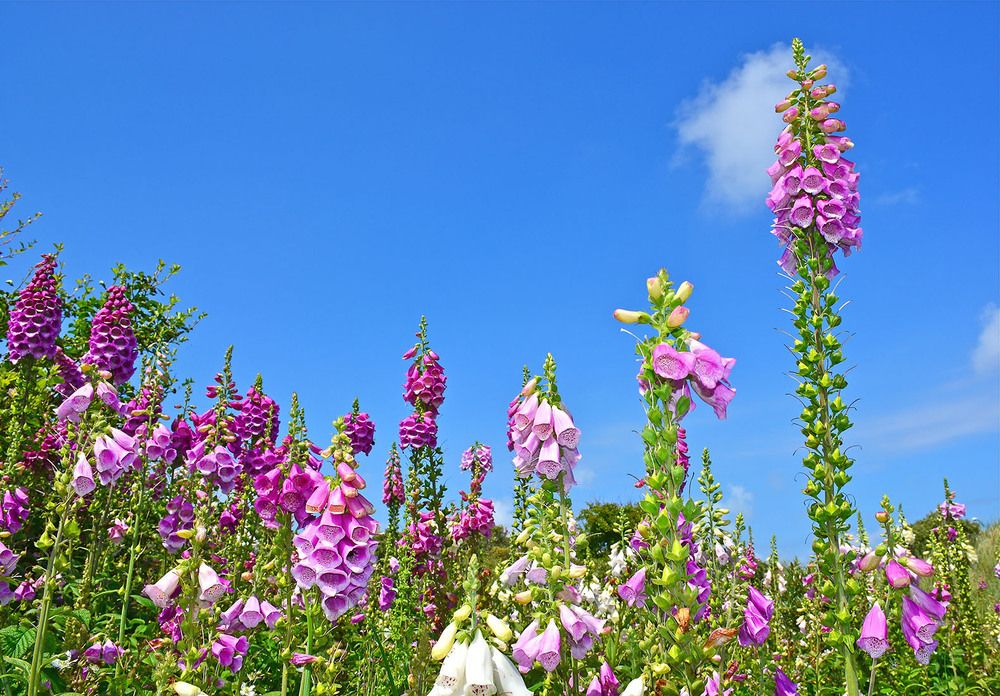 Photograph by Marjo Steffen