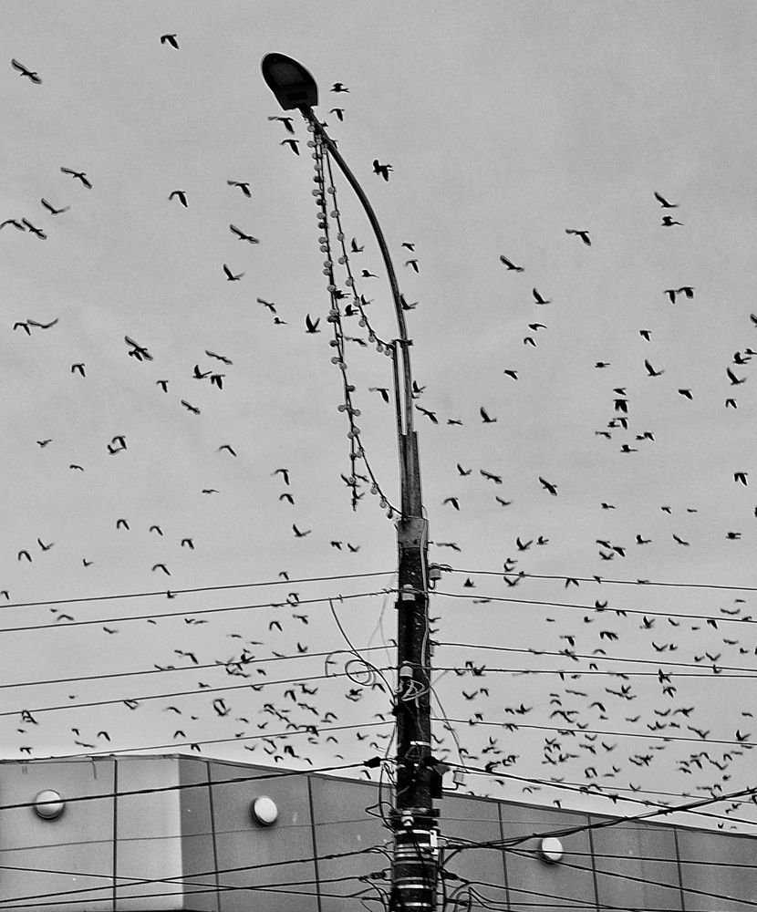 Photograph by Сергей Кошин