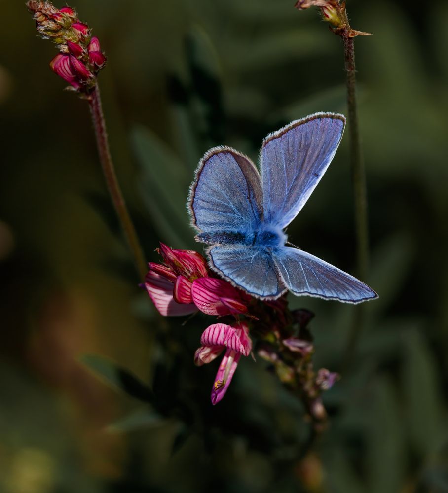 Photograph by Лапин Сергей