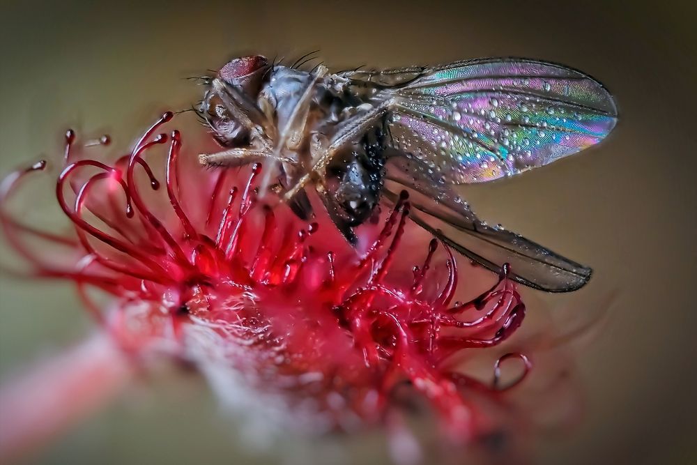 Photograph by Савчук Анатолий
