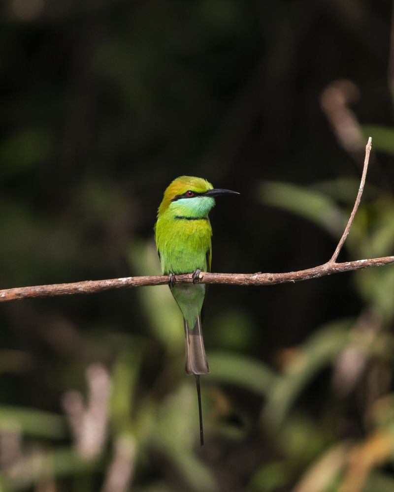 Photograph by RUPAM DAS