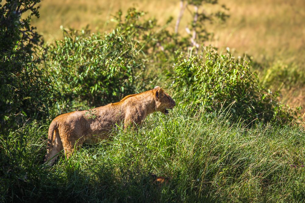 Photograph by Siamak Sabet