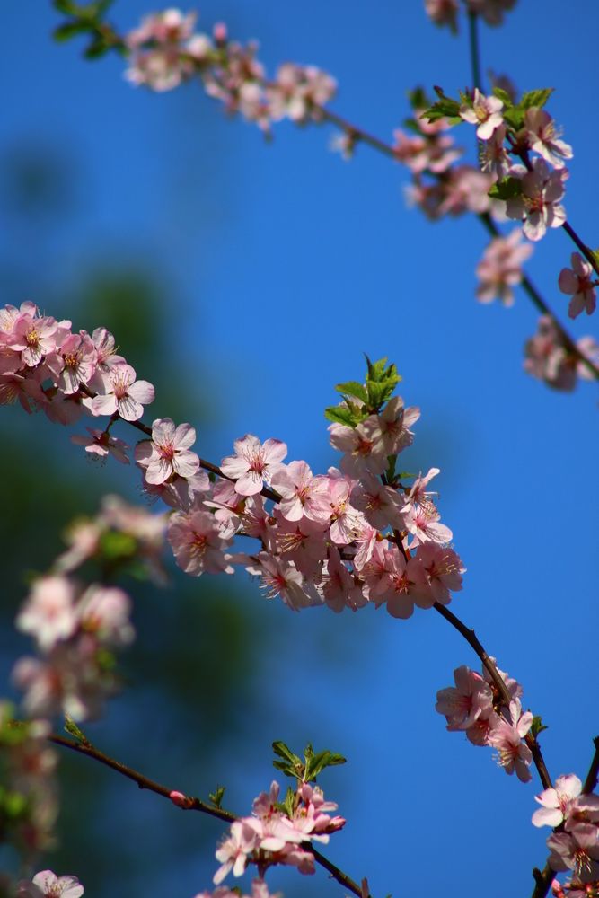 Photograph by Светлана Шуткова